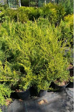 Можжевельник китайский Куривао Голд (Kuriwao gold)