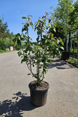 Яблоня Ред Харт (Red Heart) - фото №1