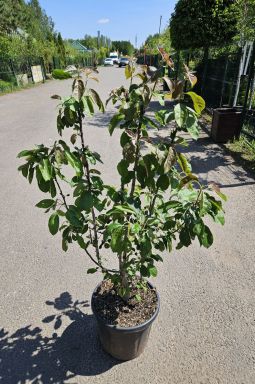 Яблоня Ред Харт (Red Heart) - фото №2