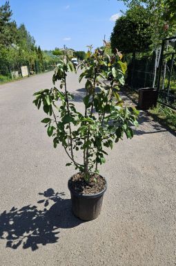 Яблоня Ред Харт (Red Heart) - фото №3