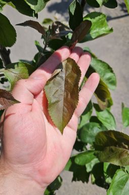 Яблоня Ред Харт (Red Heart) - фото №4