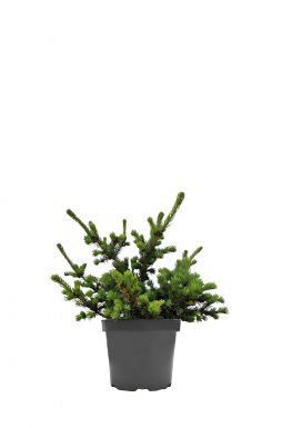 Ель колючая Лаки Страйк (Lucky Strike)