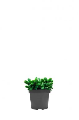 Ель обыкновенная Вальдбрун (Waldbrund)