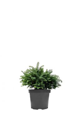 Ель обыкновенная Пумила Нигра (Pumila Nigra)