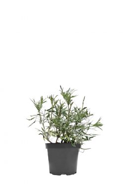 Бузина черная Линеарис (Linеаris)