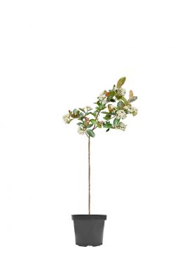 Арония черноплодная Неро на штамбе (Nero Pa)