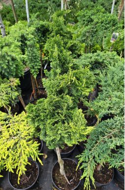 Кипарисовик тупой Грацилис на штамбе (Gracilis Pa)