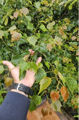 Липа мелколистная Грин Глобе (Green Globe)