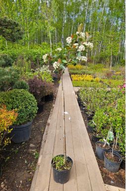 Арония черноплодная Неро на штамбе (Nero Pa)