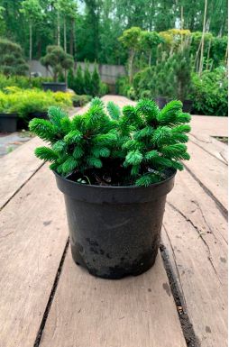 Ель обыкновенная Вальдбрун (Waldbrund)