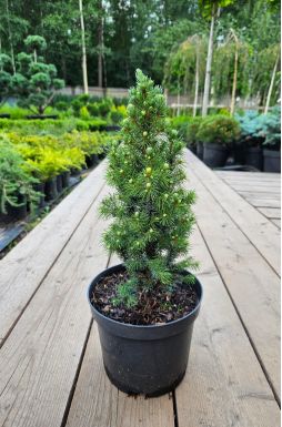 Ель канадская Сандерс Блю (Sanders Blue)