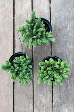 Ель обыкновенная Вальдбрун (Waldbrund)