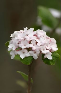 Калина Карльса (Karlsa)