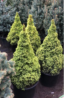 Ель канадская Дейзи Уайт (Daisys White)