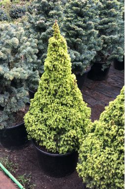 Ель канадская Дейзи Уайт (Daisys White)