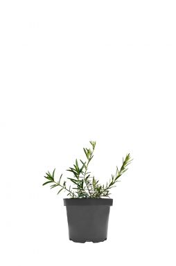 Бересклет карликовый (Nanus)