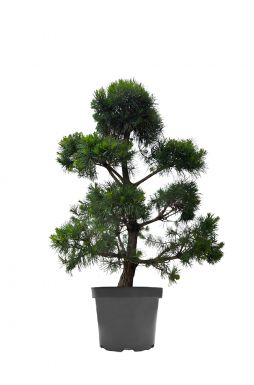 Бонсай сосна