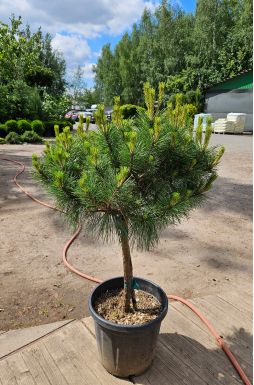 Сосна чёрная Брепо на штамбе (Brepo Pa)