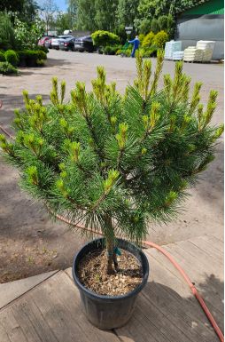 Сосна чёрная Брепо на штамбе (Brepo Pa)