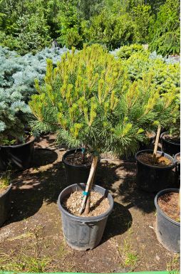 Сосна чёрная Брепо на штамбе (Brepo Pa)