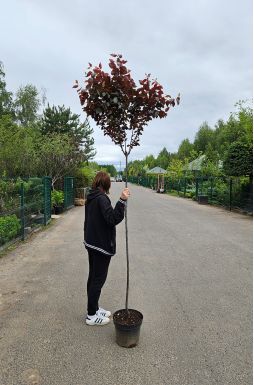 Слива декоративная Писарди (Pisardi)