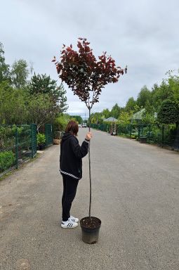 Слива декоративная Писарди (Pisardi) - фото №1
