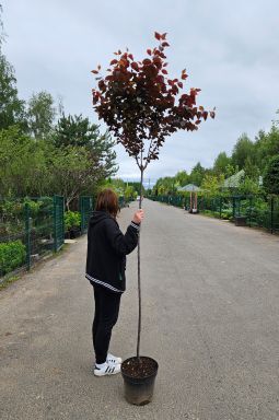 Слива декоративная Писарди (Pisardi) - фото №2