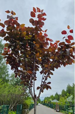 Слива декоративная Писарди (Pisardi)