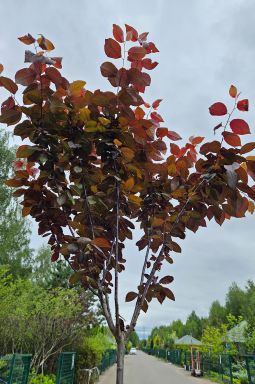 Слива декоративная Писарди (Pisardi) - фото №3