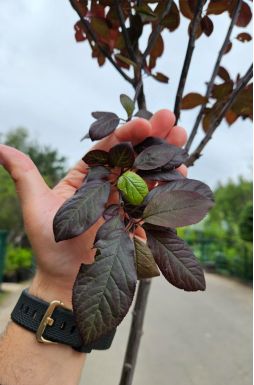 Слива декоративная Писарди (Pisardi)