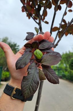 Слива декоративная Писарди (Pisardi) - фото №4