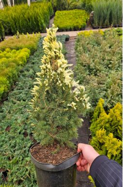 Ель канадская Дейзи Уайт (Daisys White)