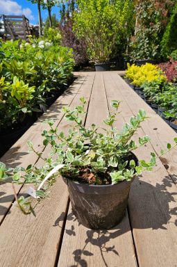 Бересклет форчуна Эмеральд Гаити (Emerald Gaiety) - фото №2