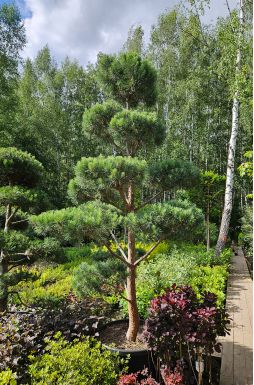 Бонсай сосна