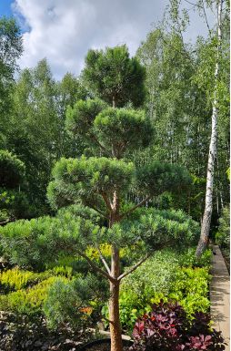 Бонсай сосна