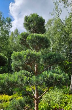 Бонсай сосна