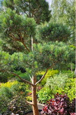 Бонсай сосна