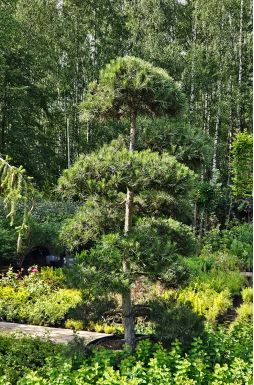 Бонсай сосна