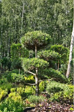 Бонсай сосна