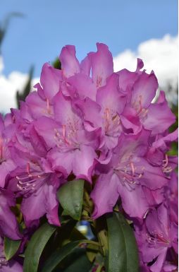 Рододендрон Болеслав Храбрый (Boleslaw Chrobry)