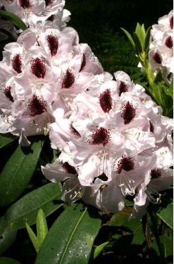 Рододендрон Калсап (Calsar)