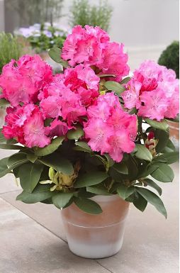 Рододендрон Германия (Germania)