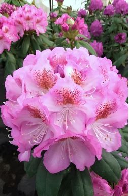 Рододендрон Казимир Одновичел (Kazimierz Odnowiciel)