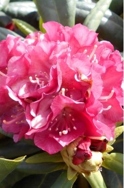 Рододендрон Казимир Велки (Kazimierz Wielki)