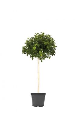 Берёза повислая Мэнджикал Глоб (Magical Globe)