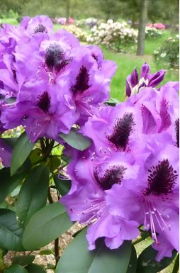 Рододендрон Питер Алан (Peter Alan)