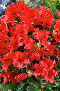 Рододендрон Скарлет Вондер (Scarlet Wonder)