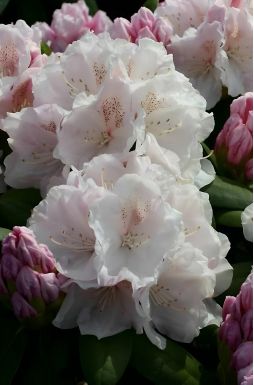 Рододендрон якушманский Шнеекроне (Schneekrone)