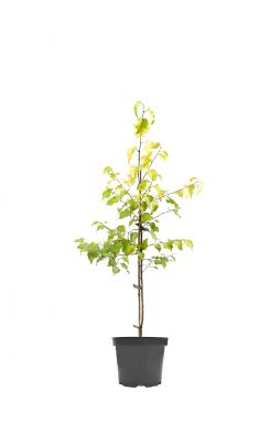 Берёза повислая Шневердингер Голдбирк (Schneverdinger Goldbirke)