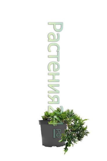 Можжевельник горизонтальный Вилтони (Wiltonii)